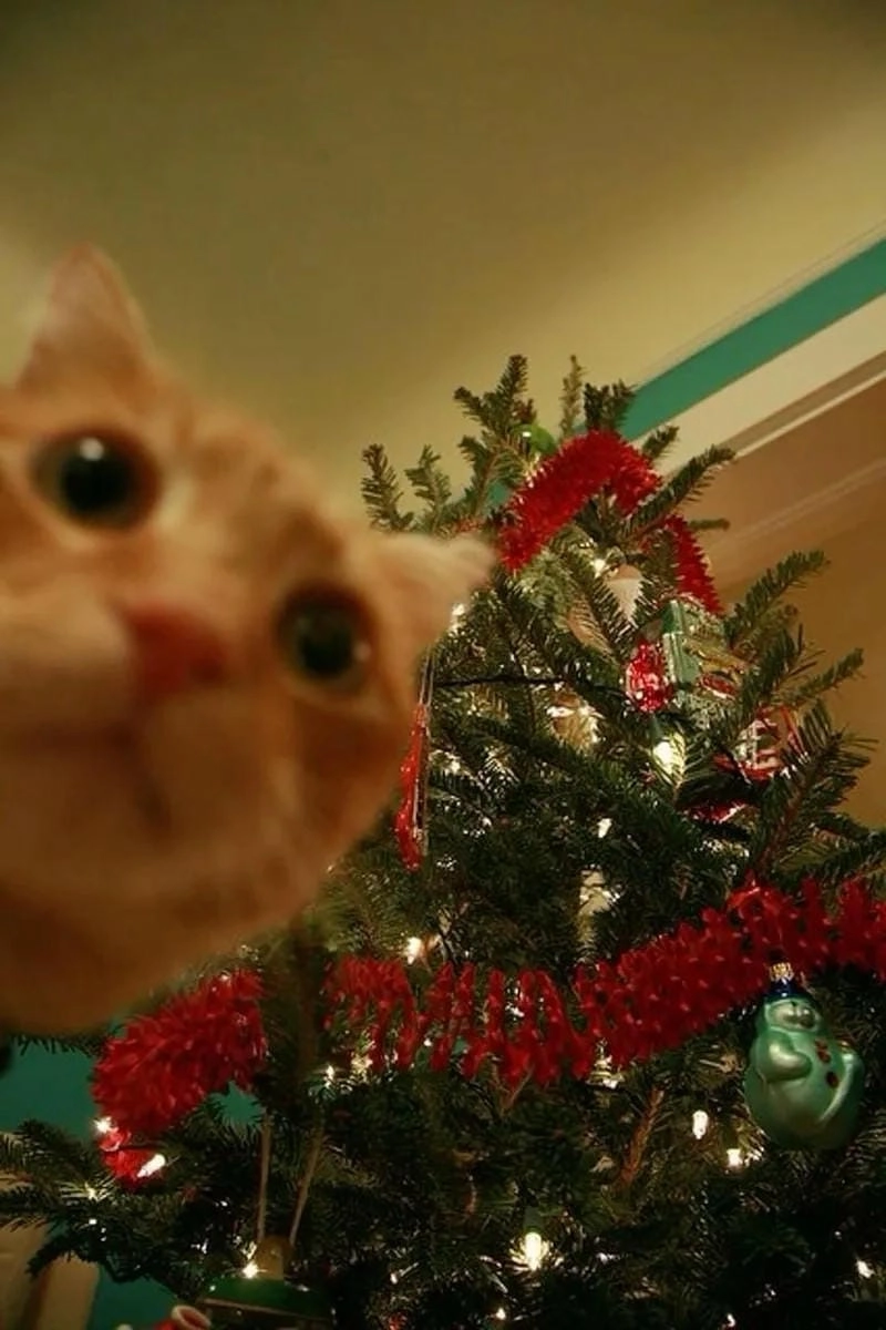 Cùng du ngoạn mèo noel meme đời sống