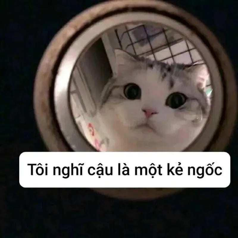 Tìm về ngu meme funny