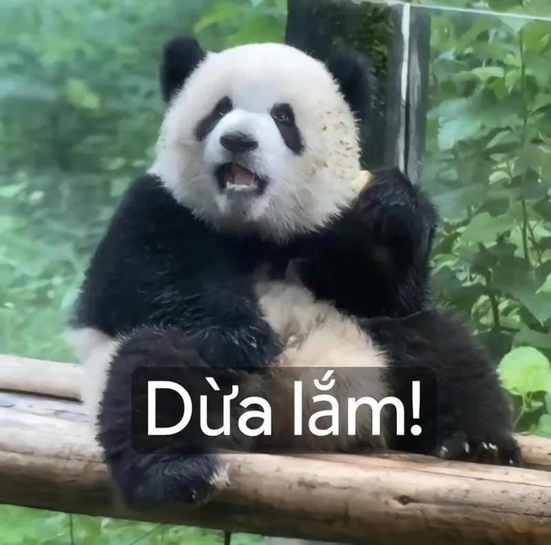 Lạc lối trong panda meme quotes