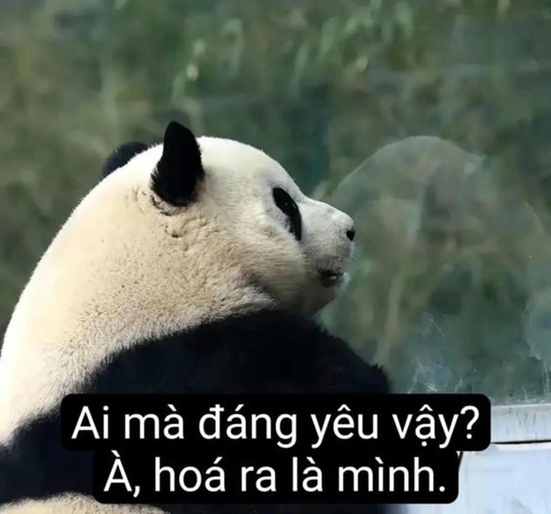 Săn lùng những khoảnh khắc viral panda meme
