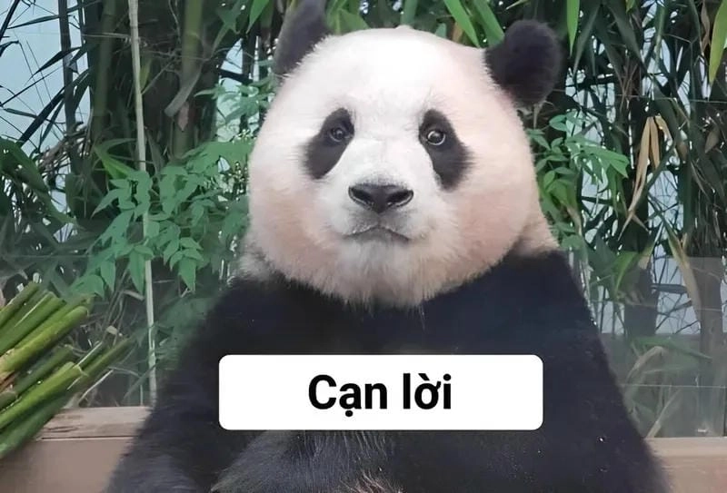 Thức dậy cùng những hình best panda meme