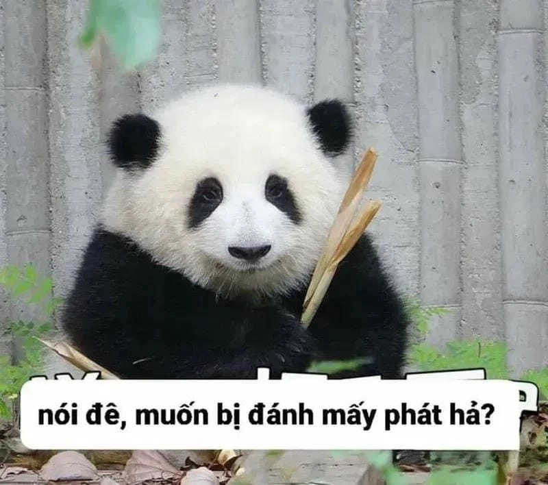 Cười sảng với panda meme viral