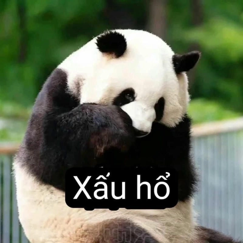 Gợi ý những bức panda meme inspiration