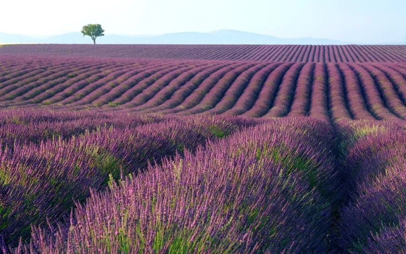 Chiêm ngưỡng cánh đồng oải hương lavender trải dài mênh mông