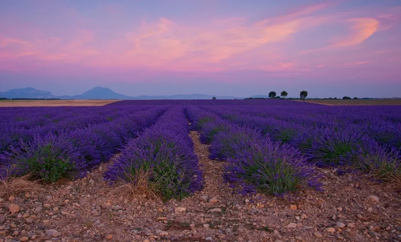 Thả mình trong phong cảnh hoa lavender đầy thơ mộng