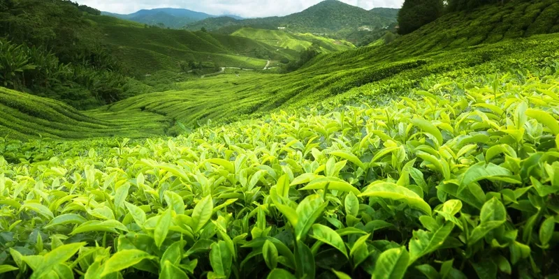 Ngắm đồi chè Thái Nguyên buổi sáng xanh mướt tự nhiên