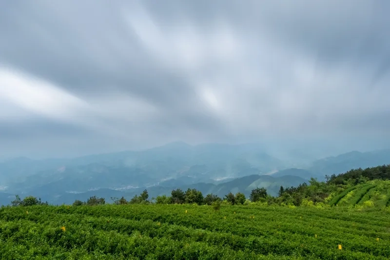 Chiêm ngưỡng ảnh bình minh trên đồi chè rực rỡ sắc màu
