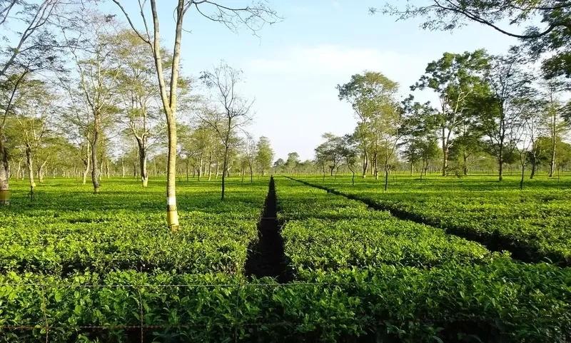 Ngây ngất với hình ảnh đồi chè đẹp nhất xanh bát ngát
