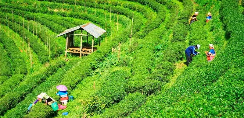 Lưu giữ khoảnh khắc tại đồi chè check in sống ảo tuyệt vời
