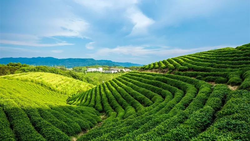 Sống cùng đồi chè lao động buổi sáng nhộn nhịp và tươi mới