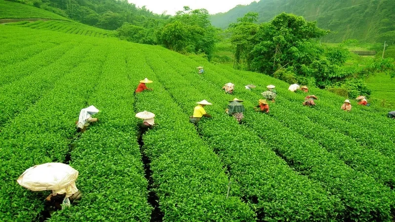 Chiêm ngưỡng ảnh phong cảnh thiên nhiên buổi sớm tươi sáng