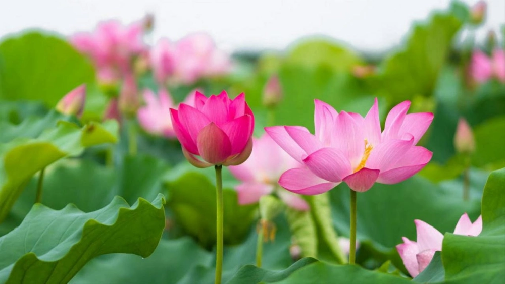 Khám phá vẻ đẹp tự nhiên qua tranh phong cảnh hoa sen