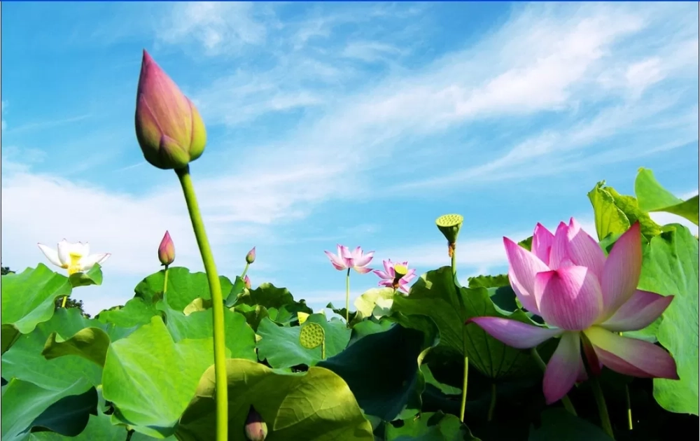 Trải nghiệm yên bình với vẽ tranh phong cảnh hồ sen tuyệt đẹp