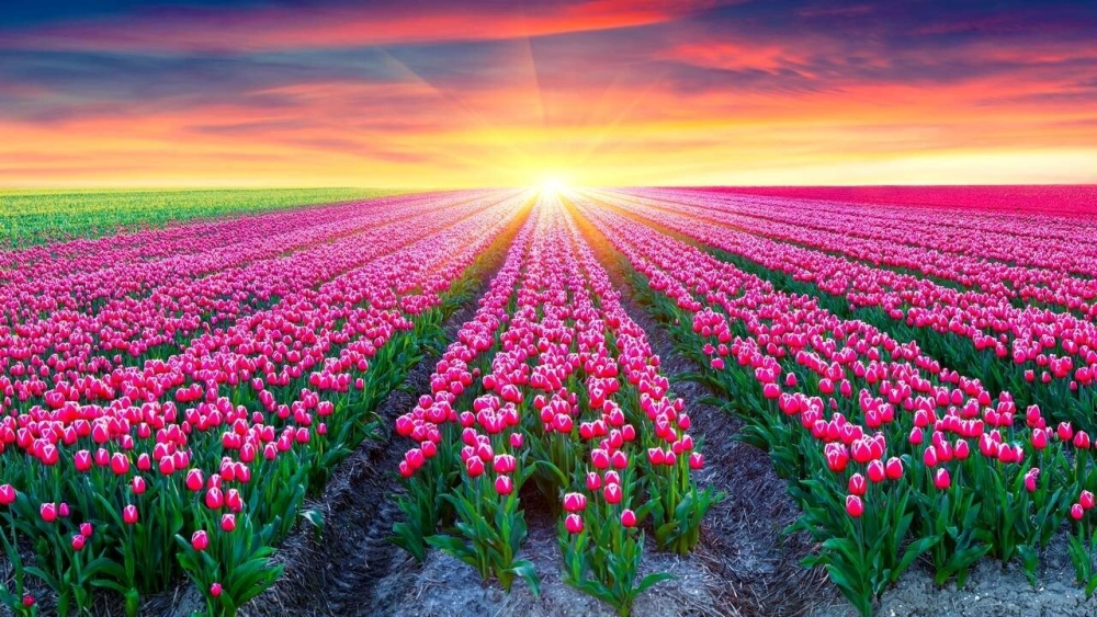 Thỏa sức sáng tạo với vẽ tranh phong cảnh hoa tulip đẹp