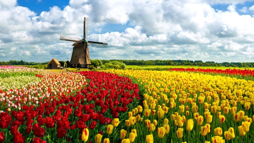 Chiêm ngưỡng vẻ đẹp tinh tế của cánh hoa tulip rực rỡ
