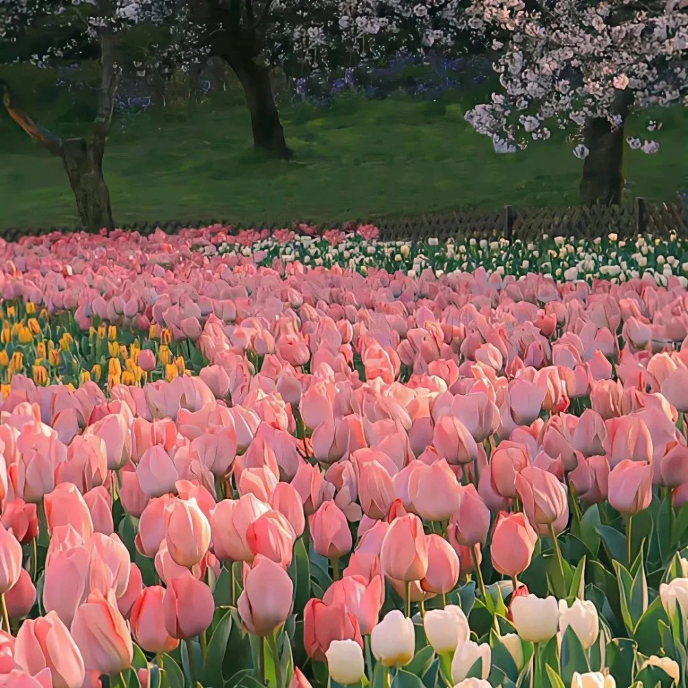 Khám phá kỹ thuật vẽ phong cảnh hoa tulip sống động