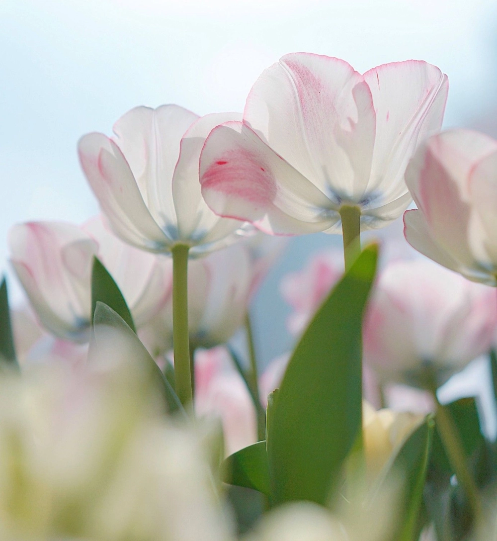 Thưởng thức sắc màu tươi mới của hoa tulip ở việt nam