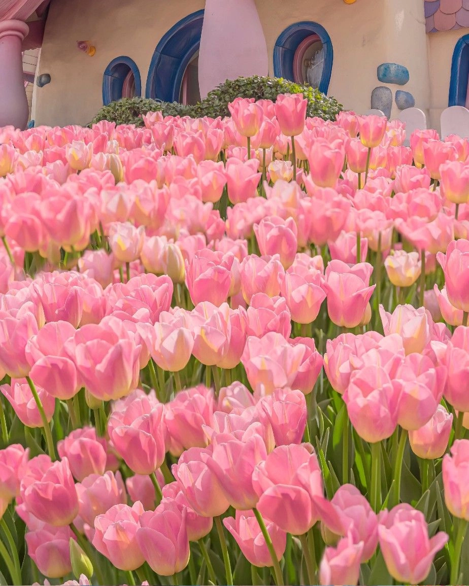 Lưu giữ khoảnh khắc tuyệt đẹp với ảnh phong cảnh hoa tulip