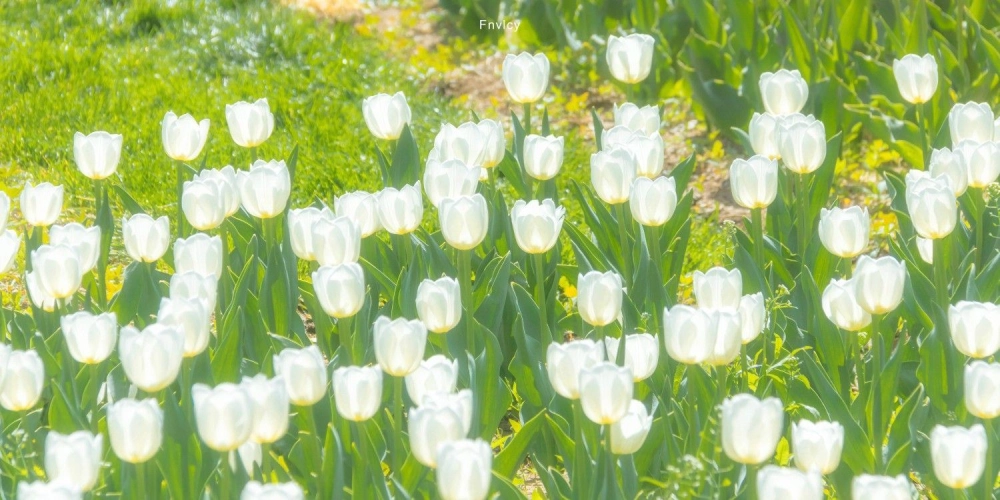 Tìm cảm hứng sáng tạo từ hoa tulip hình ảnh rực rỡ