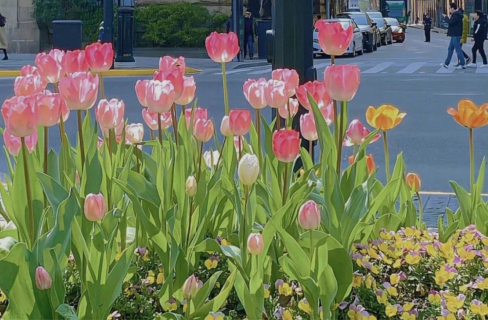 Dạo bước giữa vườn hoa tulip ở việt nam đầy màu sắc