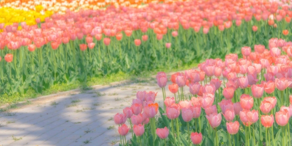 Trang trí màn hình với hình nền phong cảnh hoa tulip sống động