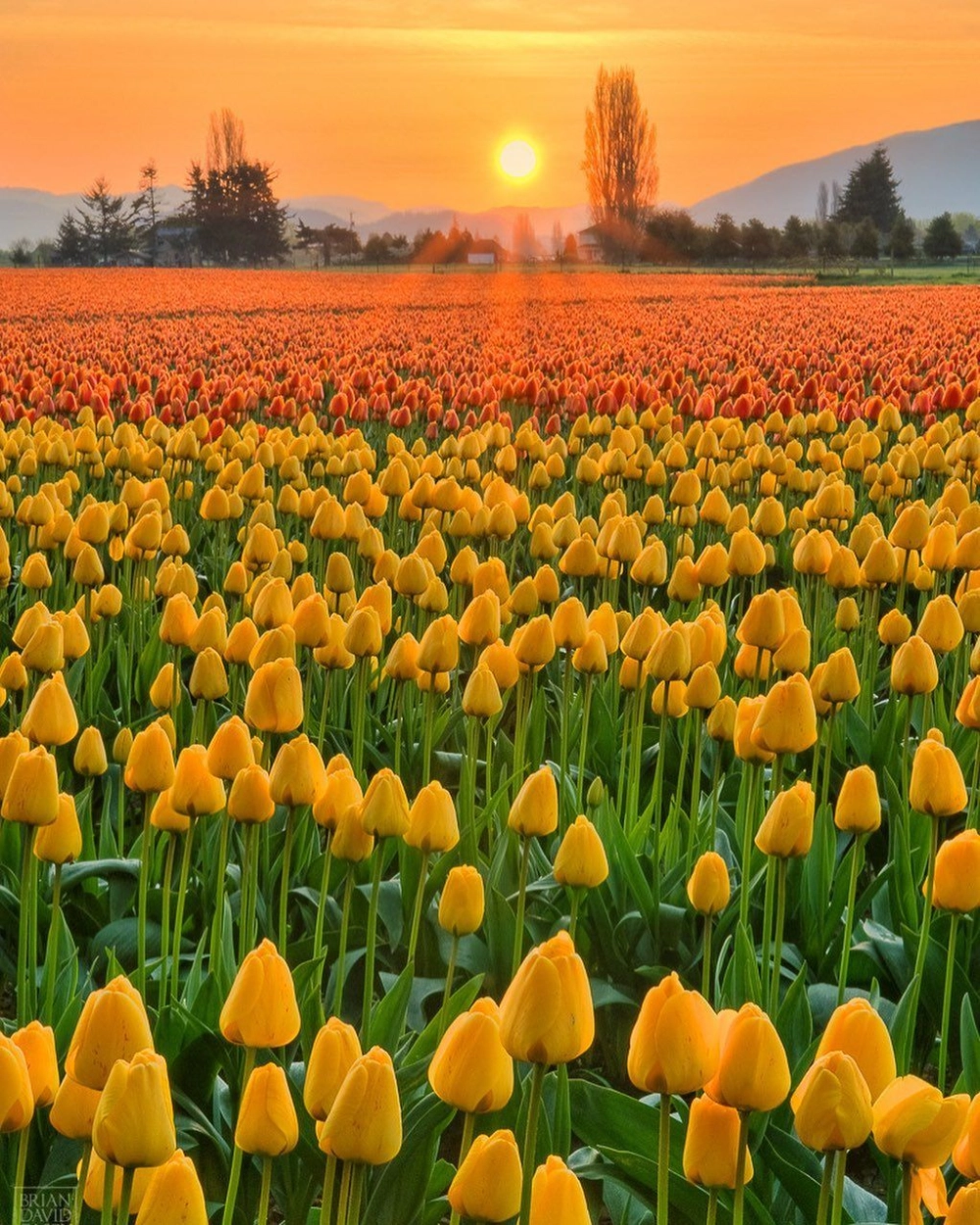 Khám phá vẻ đẹp của hoa tulip ở hà nội mỗi mùa xuân
