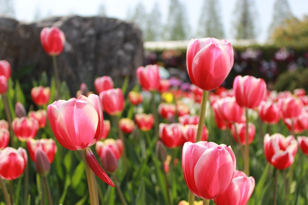 Tìm hiểu về quê hương của hoa tulip và nét văn hóa đặc sắc