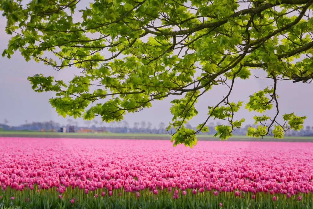 Khám phá phong cách vẽ tranh phong cảnh hoa tulip độc đáo