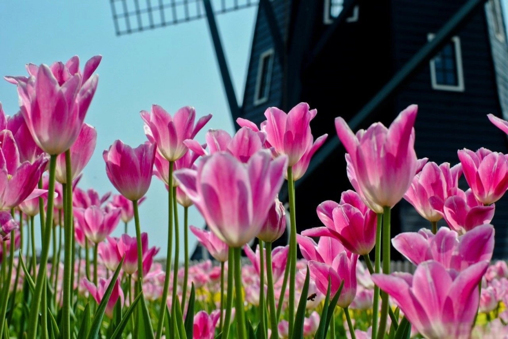 Chiêm ngưỡng sắc màu rực rỡ của cánh hoa tulip tự nhiên