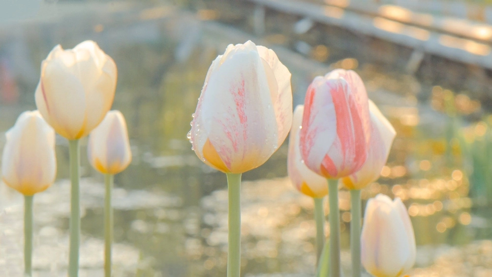 Ngắm vẻ đẹp tuyệt vời của hoa tulip ở việt nam mùa xuân