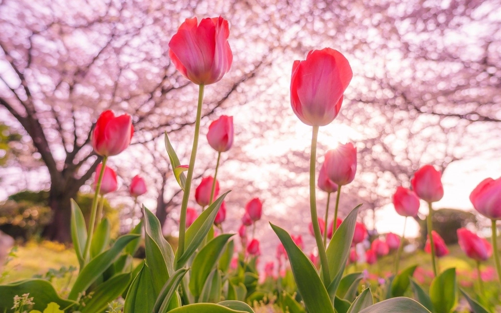 Thêm sắc xuân vào máy tính với hình nền phong cảnh hoa tulip