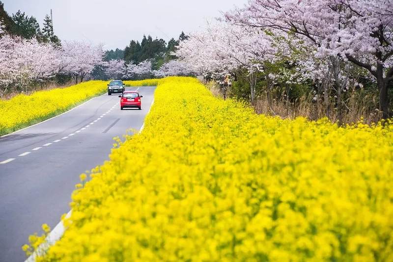 Chiêm ngưỡng cảnh đẹp mùa hoa cải vàng Việt Nam