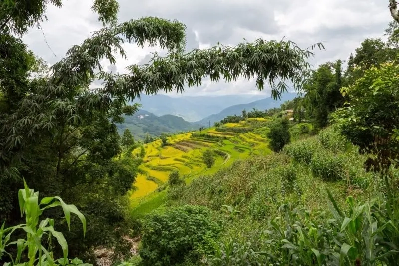 Khám phá tranh phong cảnh rừng cây đẹp hút mắt