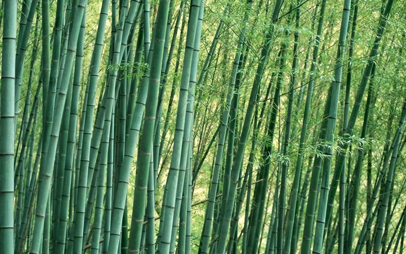 Thả hồn cùng hình ảnh rừng tre trúc thơ mộng