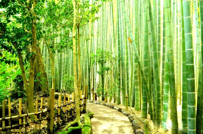 Trải nghiệm rừng tre bamboo forest xanh mát thư giãn
