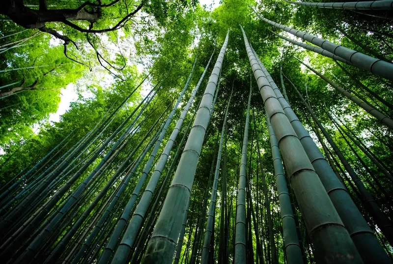 Khởi đầu ngày mới với cảnh đẹp rừng tre buổi sáng tươi sáng