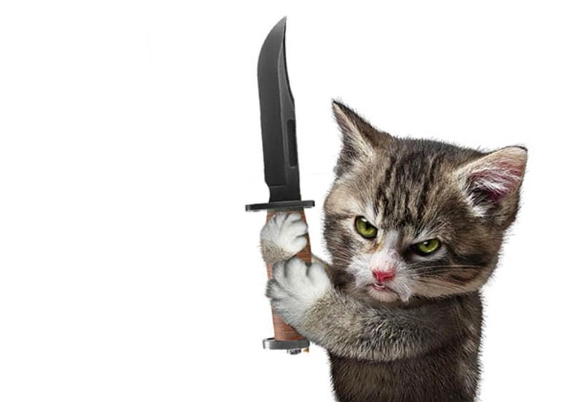Cùng cười với những hình phóng lợn meme mới nhất