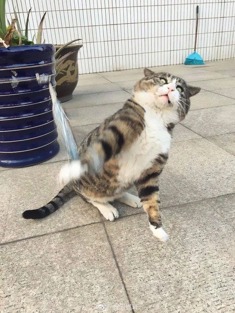 Gợi ý những bức meme lợn phóng tung