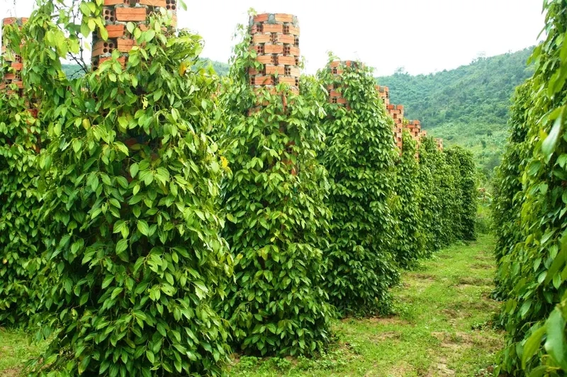 Chiêm ngưỡng hình ảnh phú quốc đẹp mê hồn