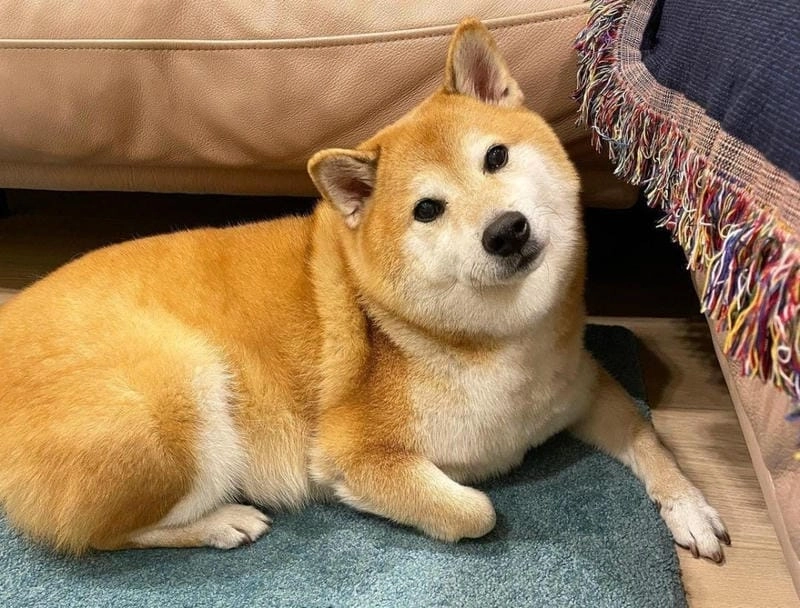 Lạc lối trong thế giới shiba meme vui nhộn