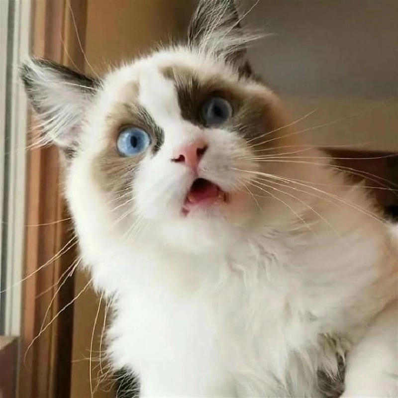 Cùng du ngoạn shock meme tiếng Anh