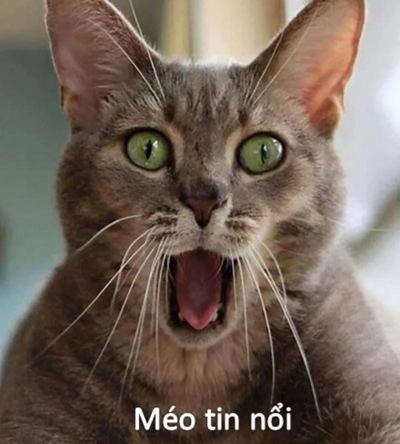 Lạc lối trong thế giới caption shock meme
