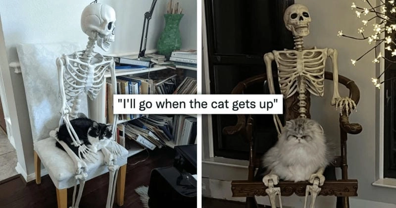 Tìm về skeleton meme skeleton dance