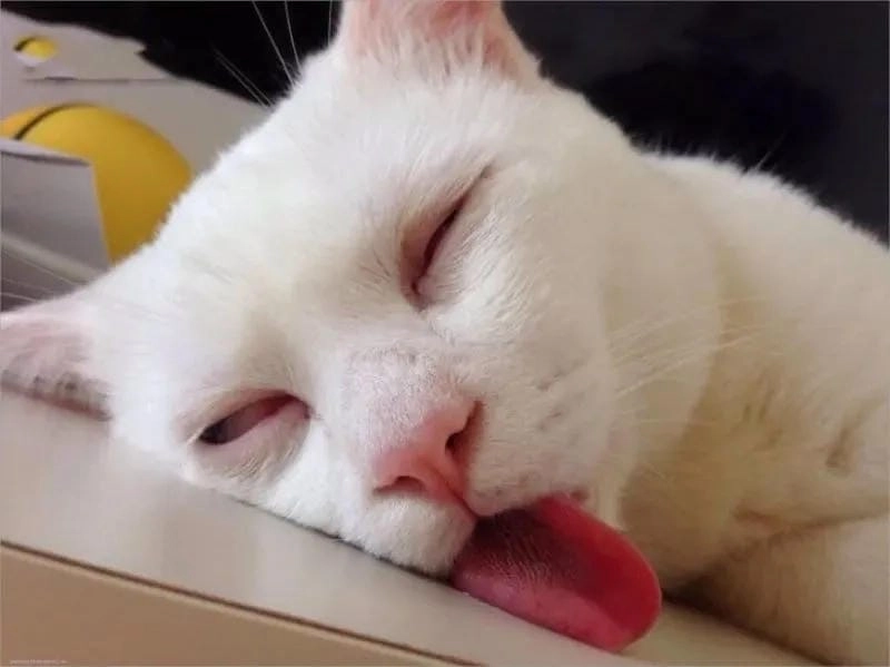 Cười sảng với sleep meme viral