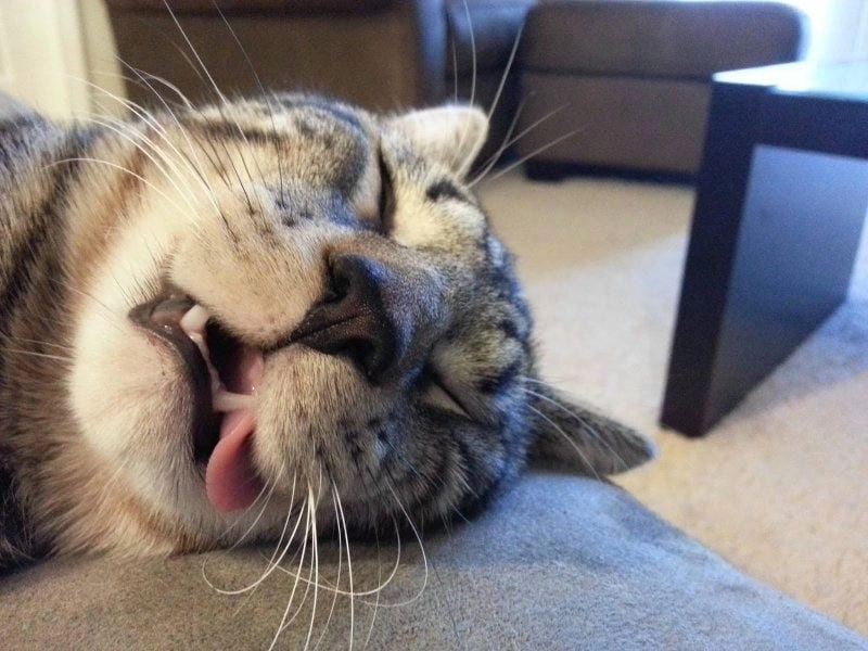 Cùng cười với những hình sleep meme vui nhộn