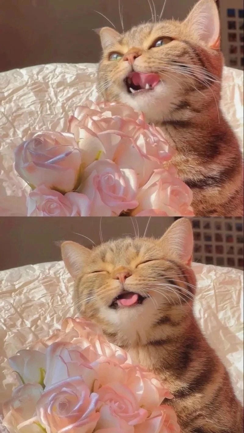 Tìm hiểu Sức hút của meme tặng hoa