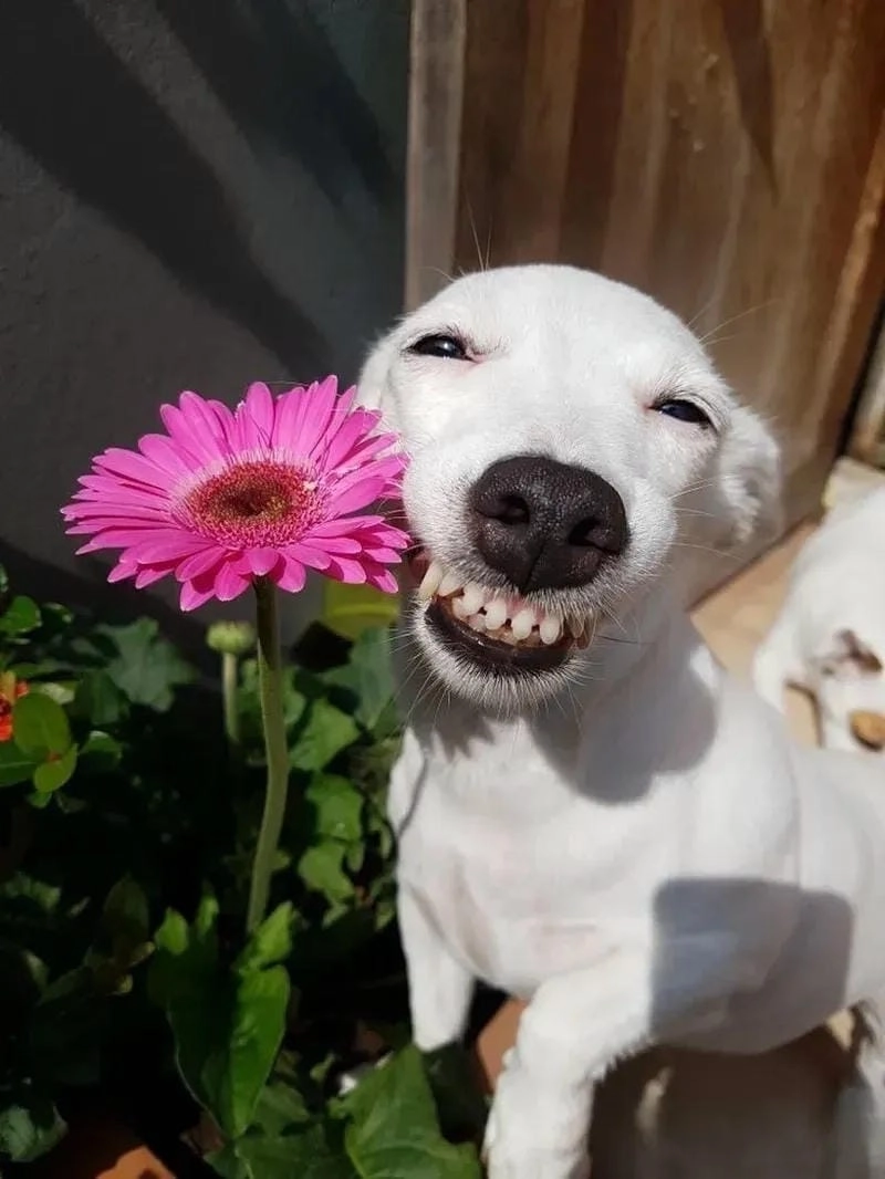 Săn lùng những khoảnh khắc ảnh tặng hoa meme