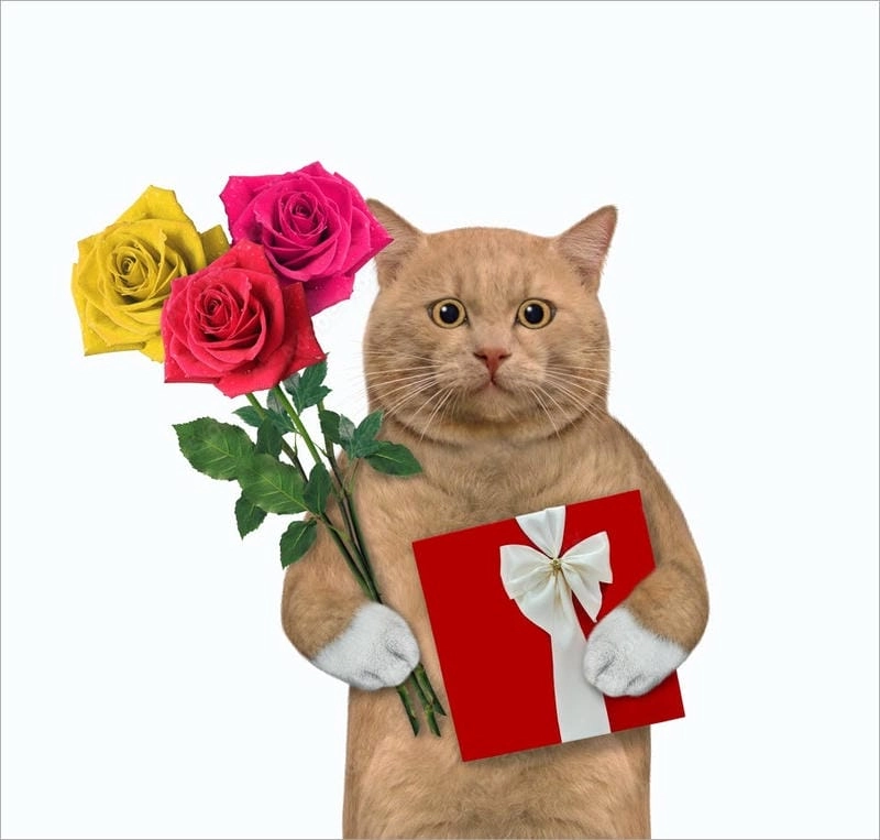 Lạc lối trong thế giới caption tặng hoa meme