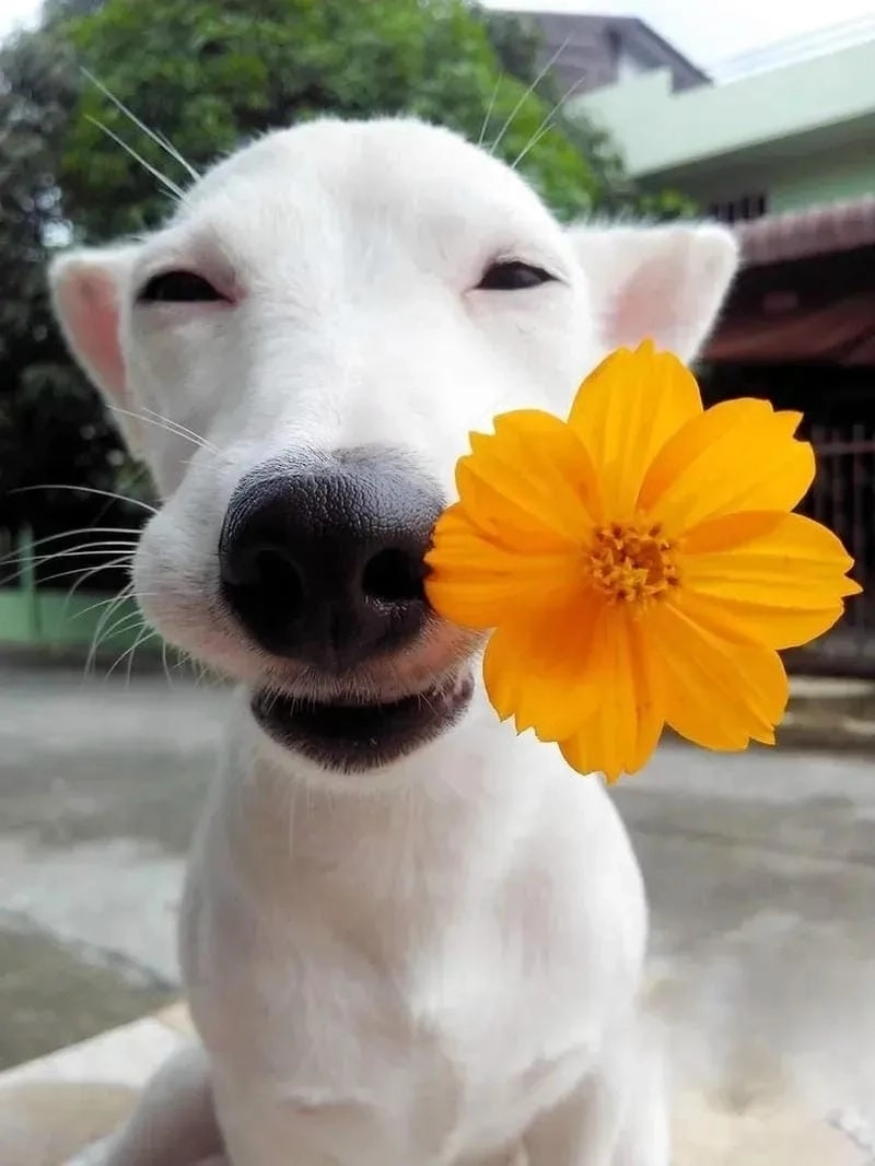 Tìm về tặng hoa meme biểu cảm