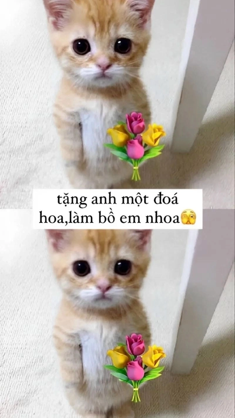 Gợi ý những bức tặng hoa meme cute